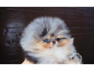teacup-pomeranian-puppies-for-sale-small-2