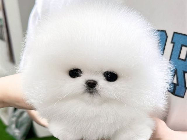 teacup-pomeranian-puppies-for-sale