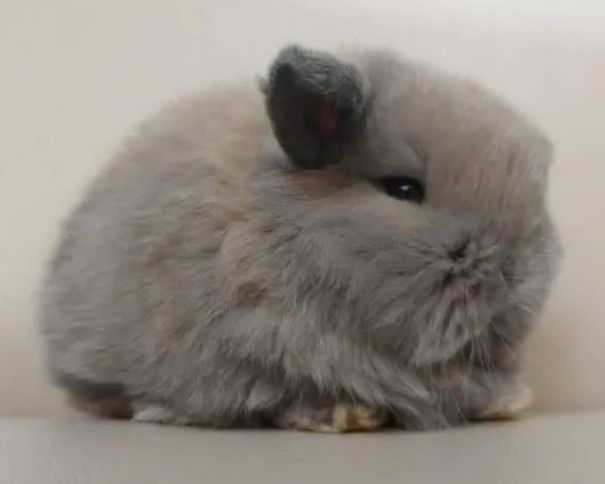 judy-mini-lop-bunny-for-sale