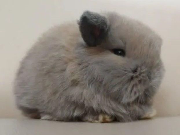 judy-mini-lop-bunny-for-sale