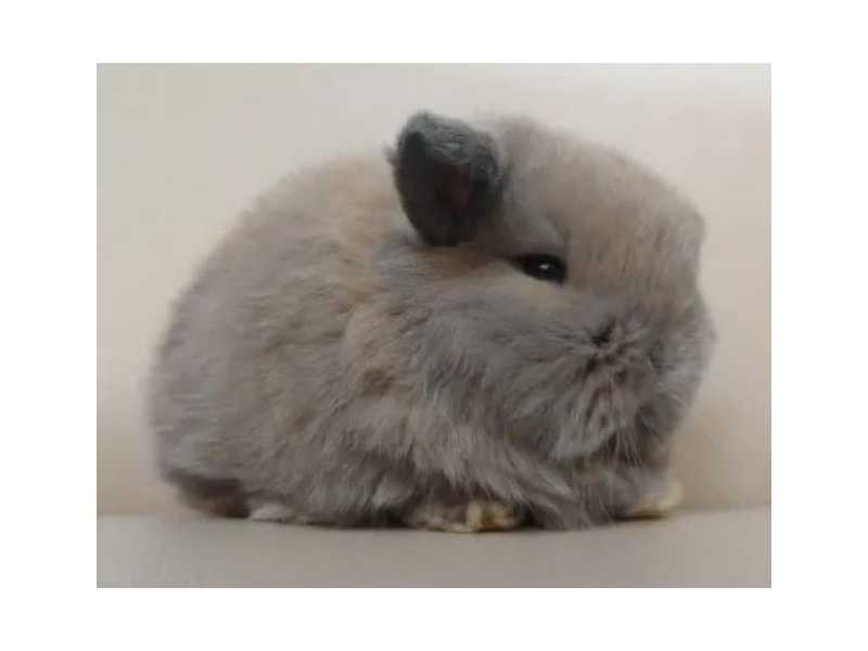 judy-mini-lop-bunny-for-sale-small-0