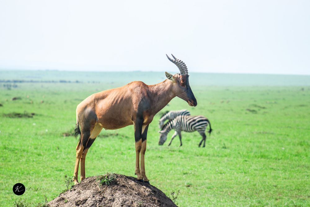 safari-trips-in-kenya-wildlife-parks-travel-guide-big-1
