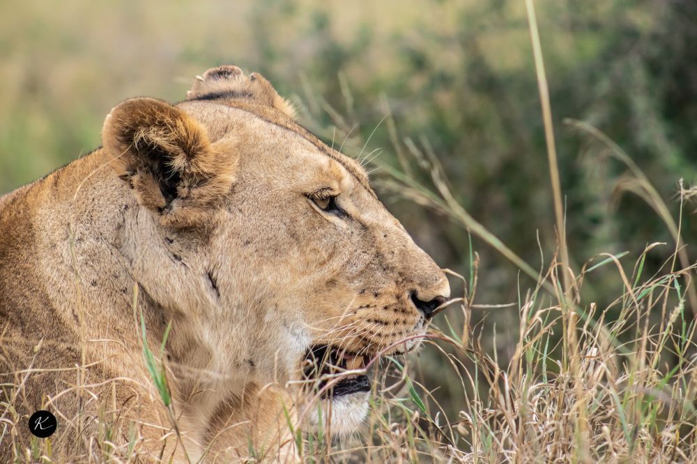 safari-trips-in-kenya-wildlife-parks-travel-guide-big-0