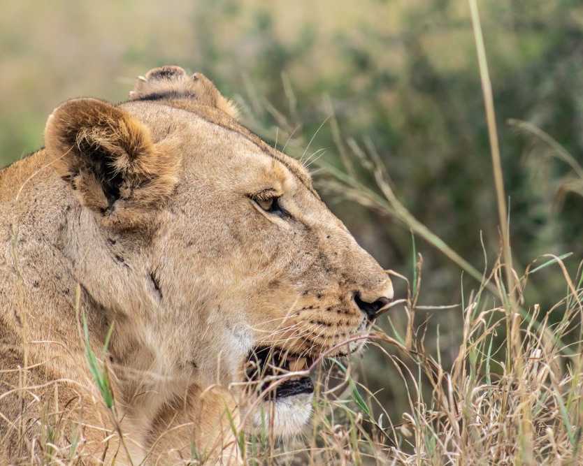 safari-trips-in-kenya-wildlife-parks-travel-guide