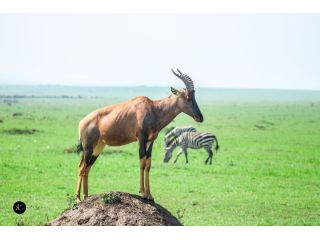 safari-trips-in-kenya-wildlife-parks-travel-guide-small-1