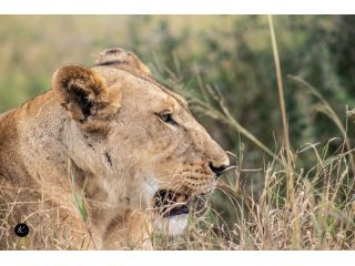 safari-trips-in-kenya-wildlife-parks-travel-guide-small-0