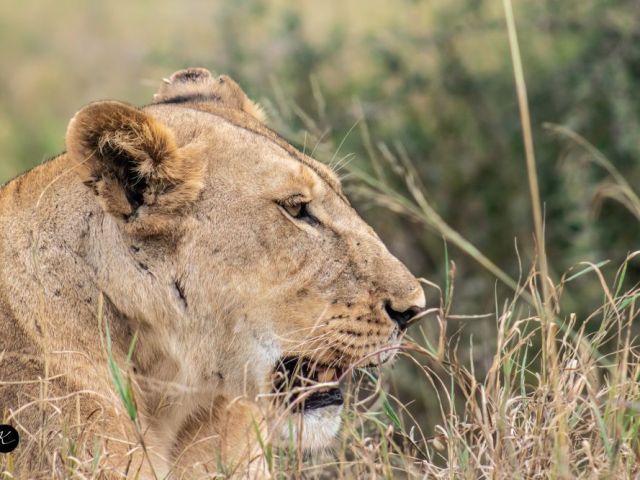 safari-trips-in-kenya-wildlife-parks-travel-guide