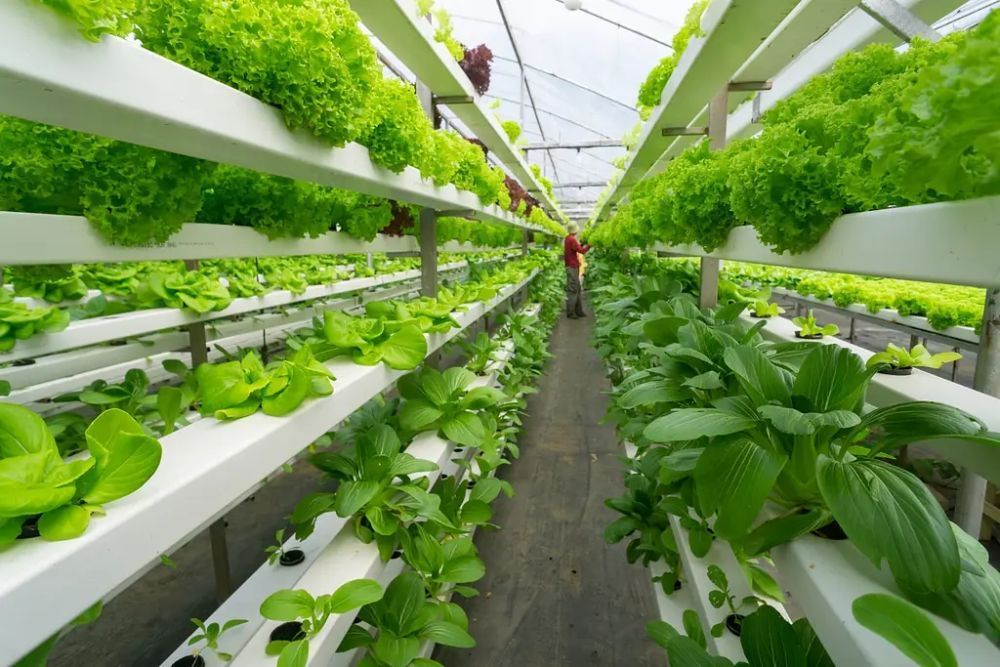 all-in-one-grower-management-software-for-greenhouse-operations-big-0