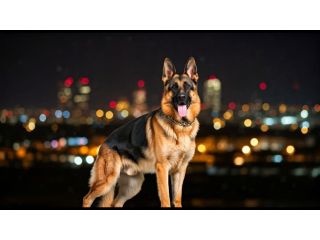 our-german-shepherd-protection-dogs-offer-complete-family-small-0