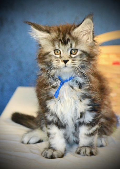 maine-coon-cat-premium-quality-kittens-from-mega-coons-breeder-big-0
