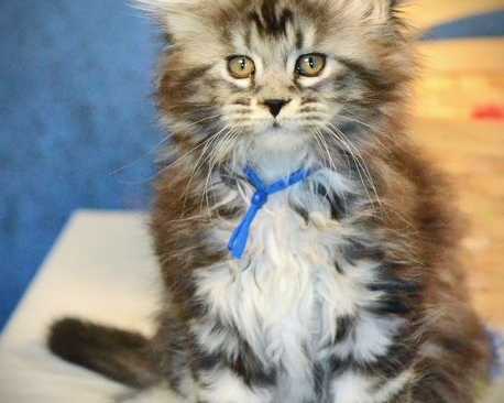 maine-coon-cat-premium-quality-kittens-from-mega-coons-breeder