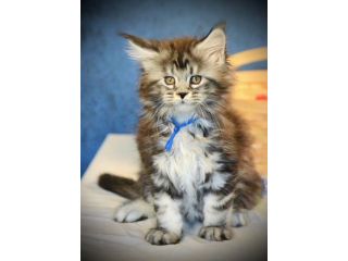 maine-coon-cat-premium-quality-kittens-from-mega-coons-breeder-small-0