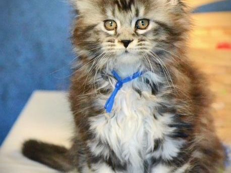 maine-coon-cat-premium-quality-kittens-from-mega-coons-breeder