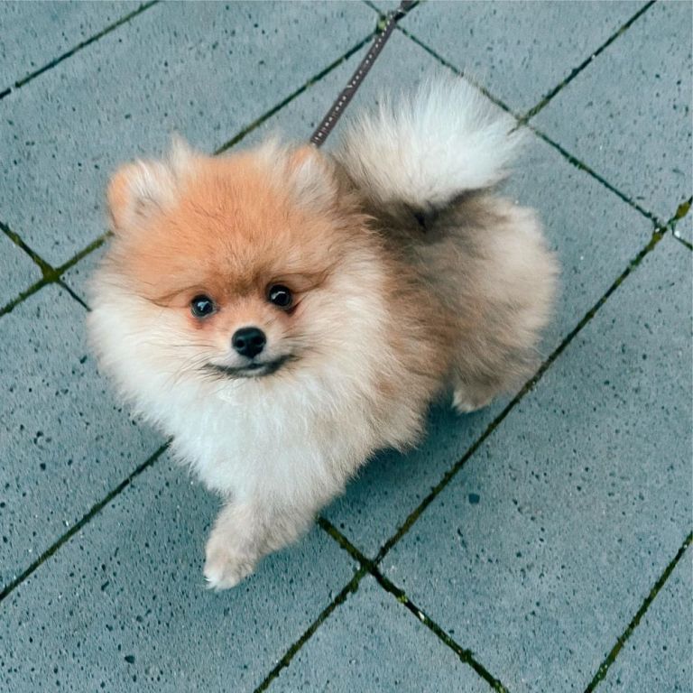 miniature-pomeranian-puppies-big-2