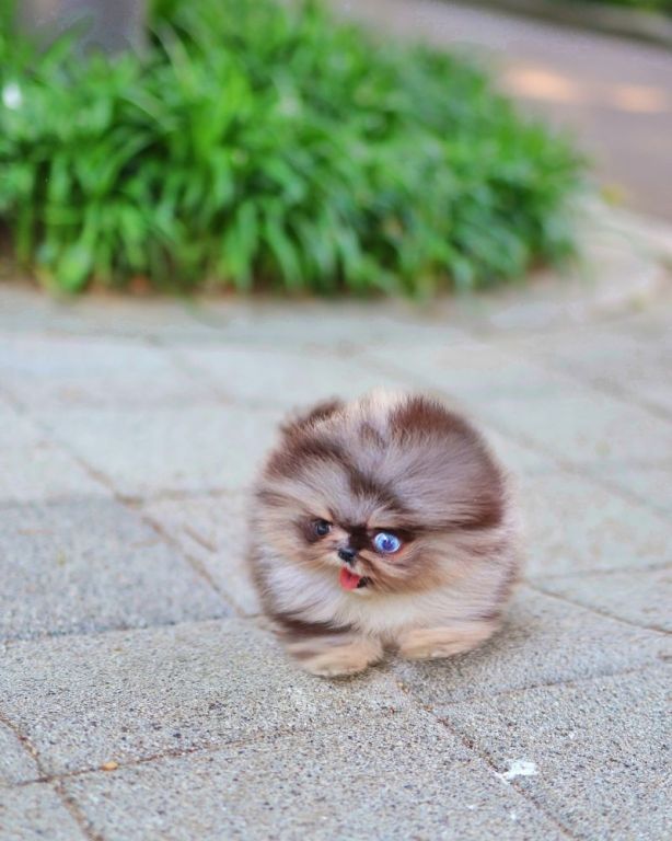 miniature-pomeranian-puppies-big-0