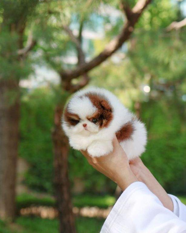 miniature-pomeranian-puppies-big-3