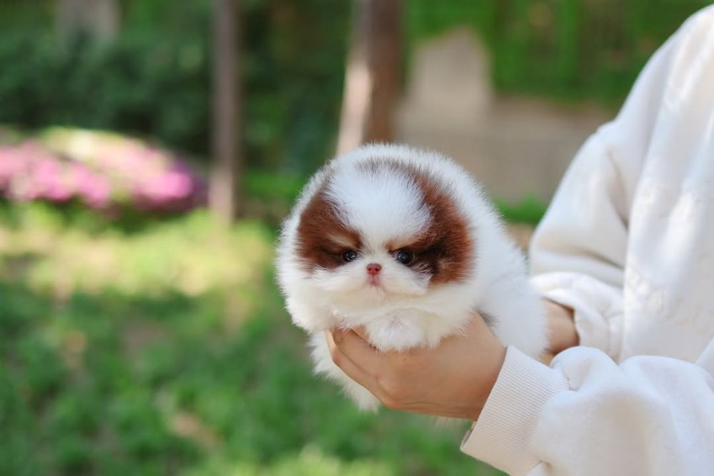 miniature-pomeranian-puppies-big-4