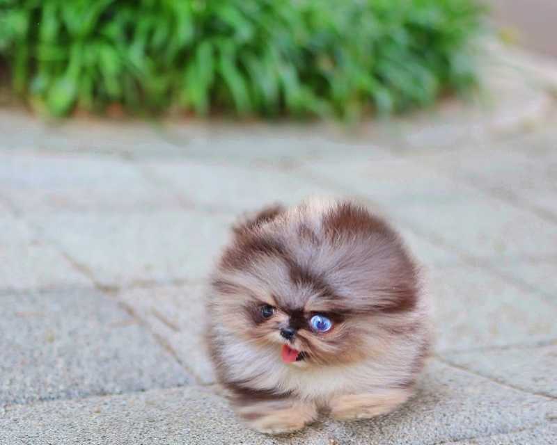 miniature-pomeranian-puppies