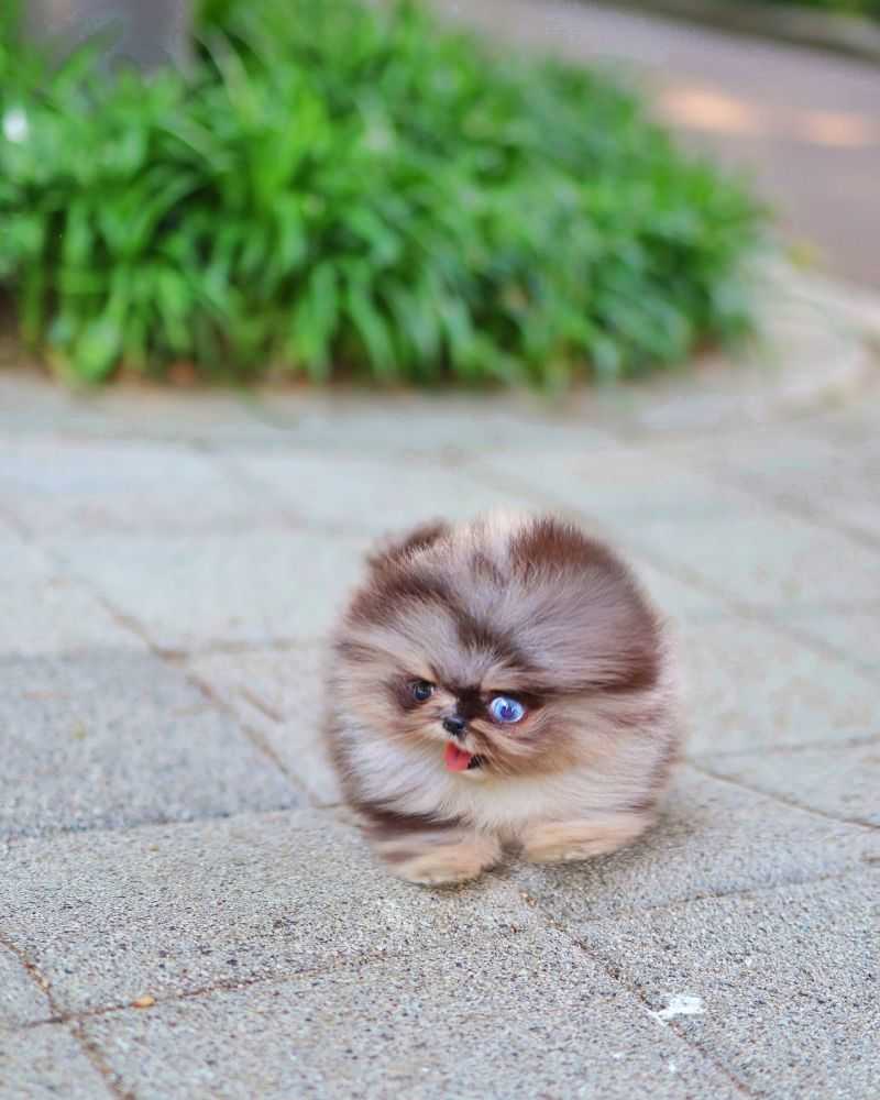 miniature-pomeranian-puppies-big-0