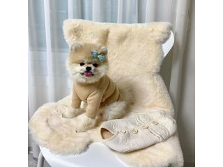 miniature-pomeranian-puppies-small-1