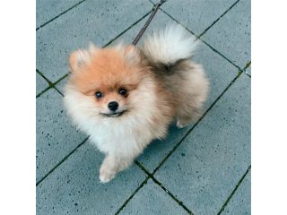 miniature-pomeranian-puppies-small-2