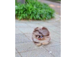 miniature-pomeranian-puppies-small-0