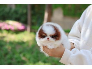 miniature-pomeranian-puppies-small-4