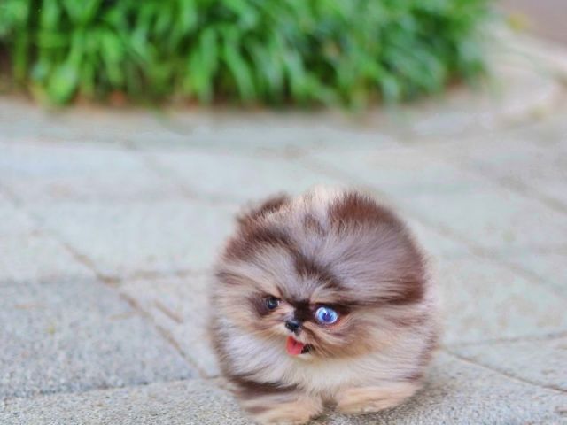 miniature-pomeranian-puppies