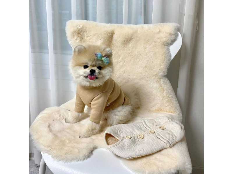 miniature-pomeranian-puppies-small-1