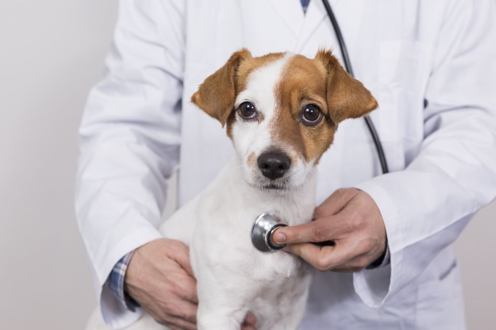 compassionate-care-at-our-pet-emergencies-hospital-big-0