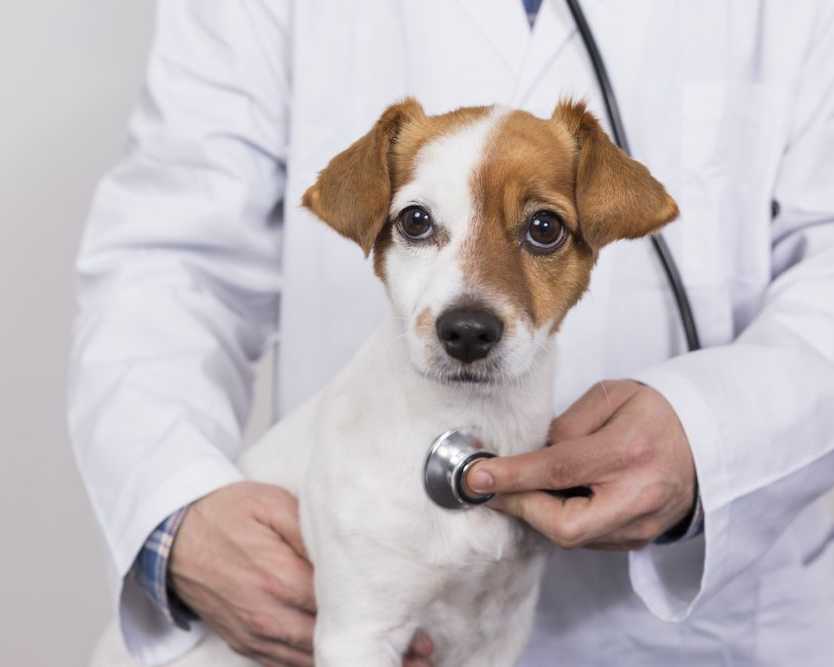 compassionate-care-at-our-pet-emergencies-hospital