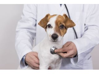 compassionate-care-at-our-pet-emergencies-hospital-small-0