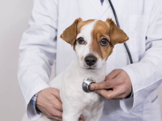 compassionate-care-at-our-pet-emergencies-hospital