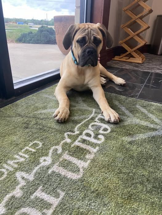 the-healing-power-of-dogs-in-recovery-big-0