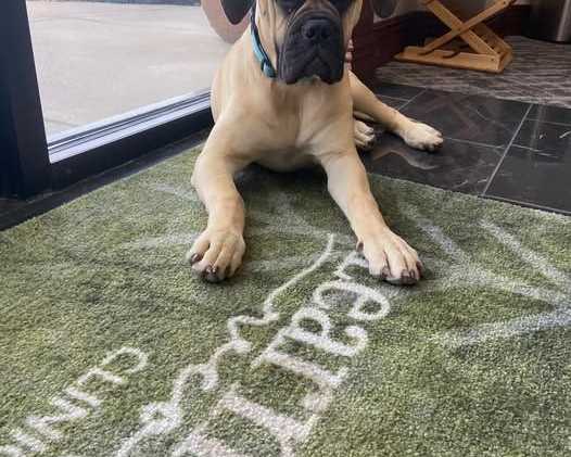 the-healing-power-of-dogs-in-recovery