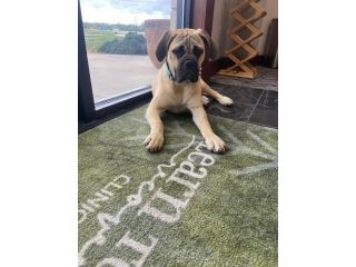 the-healing-power-of-dogs-in-recovery-small-0