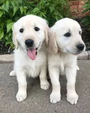 golden-retriever-puppies-healthy-family-raised-pups-big-0