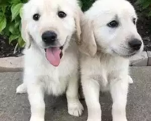 golden-retriever-puppies-healthy-family-raised-pups