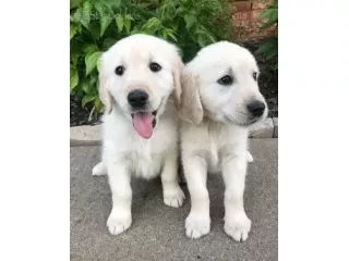 golden-retriever-puppies-healthy-family-raised-pups-small-0