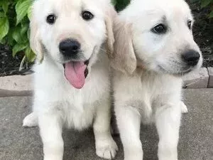 golden-retriever-puppies-healthy-family-raised-pups