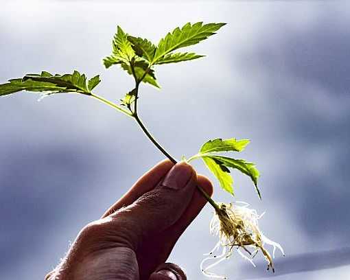 searching-for-clones-near-me
