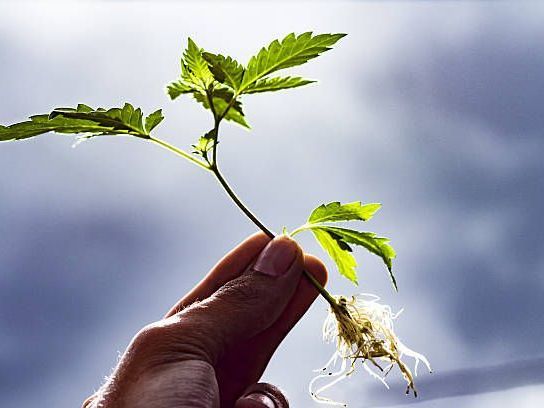 searching-for-clones-near-me