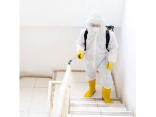 black-mold-remediation-company-castle-pines-small-0