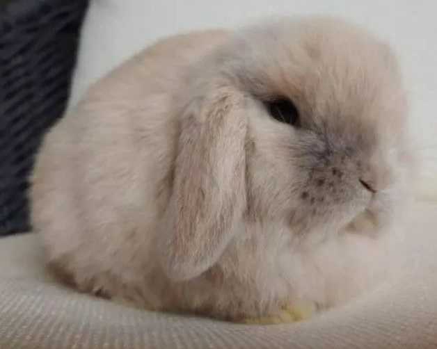 cloud-bunnies-for-sale