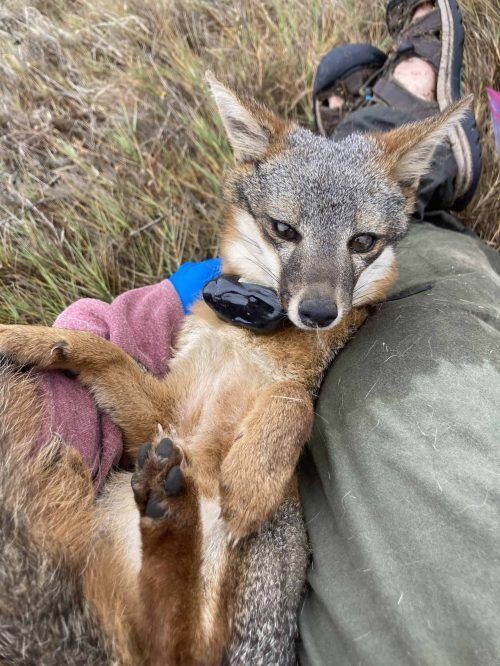 why-animal-tracking-australia-matters-for-wildlife-studies-big-0