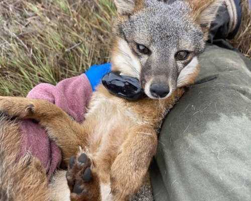 why-animal-tracking-australia-matters-for-wildlife-studies