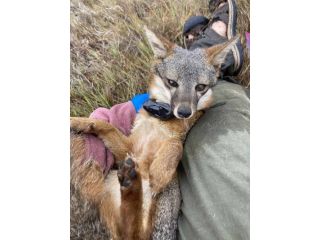 why-animal-tracking-australia-matters-for-wildlife-studies-small-0