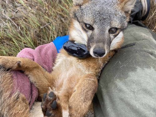 why-animal-tracking-australia-matters-for-wildlife-studies