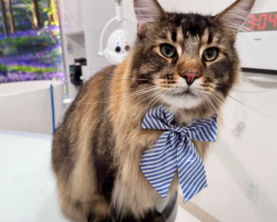 find-affordable-cat-grooming-packages-in-usa