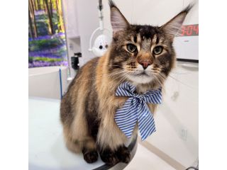 find-affordable-cat-grooming-packages-in-usa-small-0